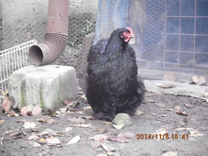 1014954_1561531487413984_5377403049344844229_o