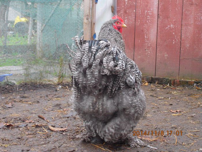 1276199_1561567624077037_7775967240870157804_o