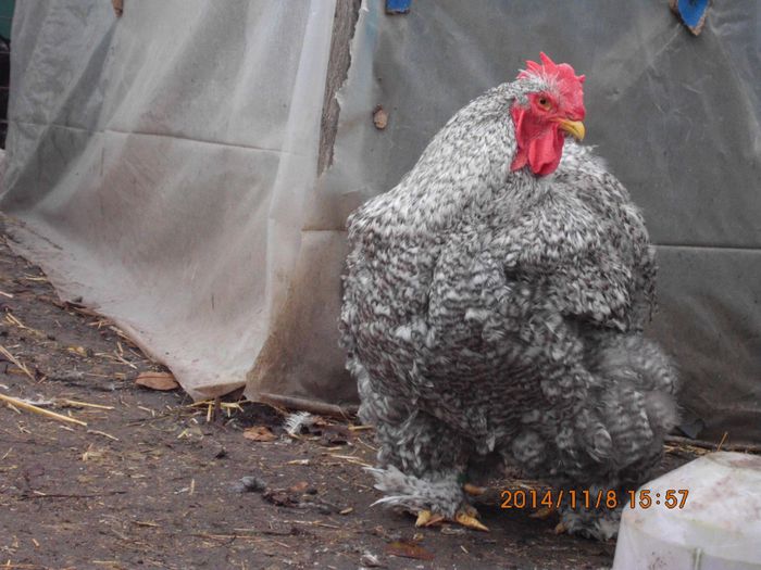 1294376_1561532430747223_549162956379223255_o