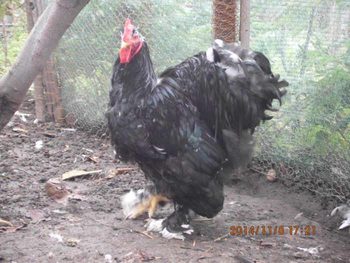 1402437_1561568137410319_4152577298894992017_o