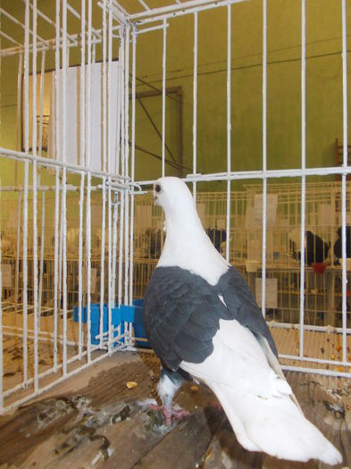 DSCN0785 - Expo Carei 2014 nov 7-9