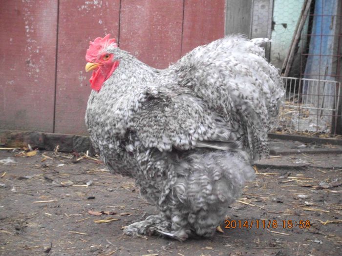 1404765_1561532140747252_4112768519658574764_o