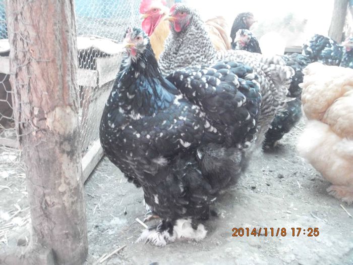 1496325_1561568314076968_8259286632718950239_o