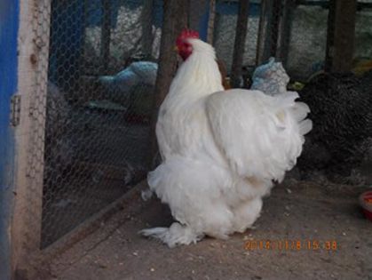 1779978_1561531394080660_9207316825547315569_n