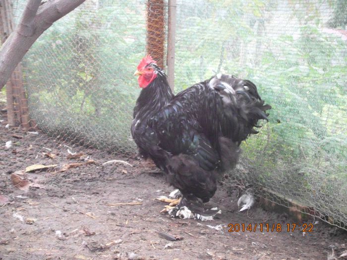 1796711_1561568297410303_955864168532796173_o