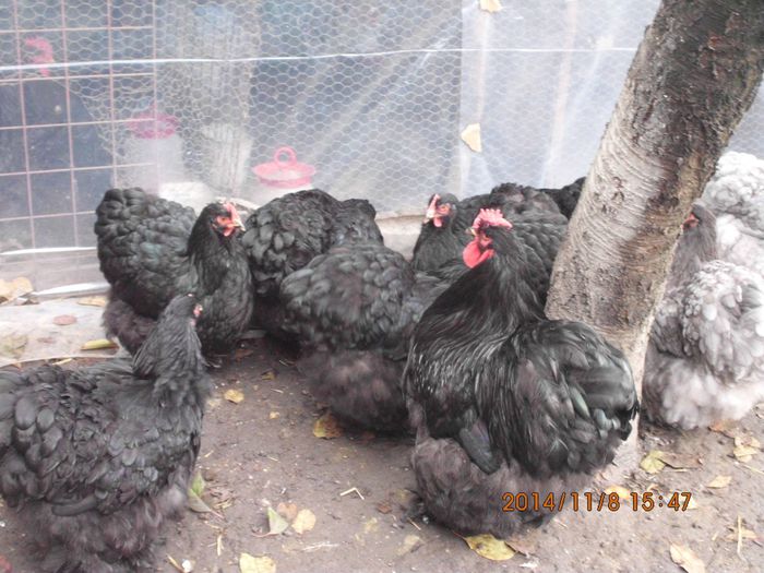 10470734_1561531440747322_1407199219546245482_o