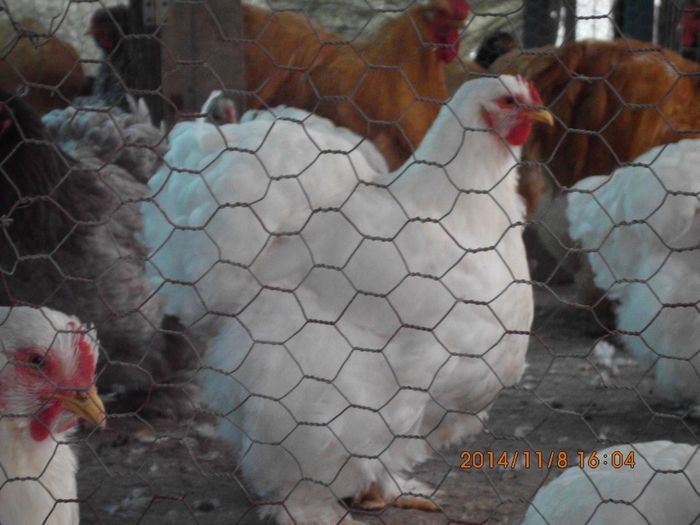 10497166_1561532630747203_3955170426916859627_o