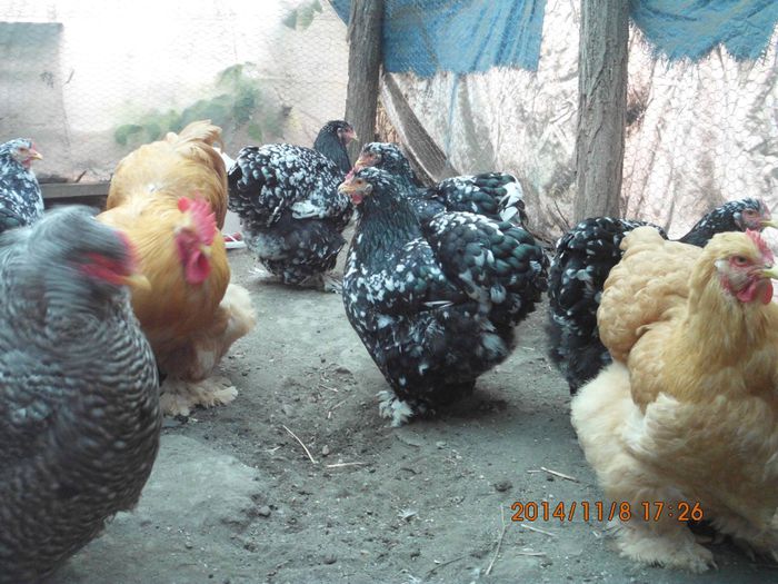 10658717_1561568274076972_5338976379377919001_o