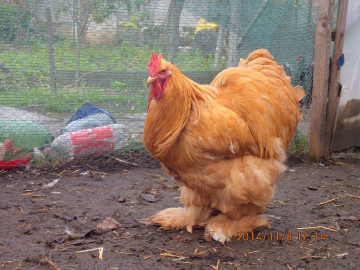 10697311_1561568097410323_6284204817219497171_o