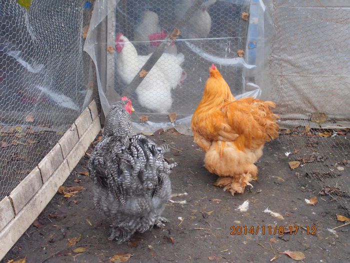 10750343_1561567847410348_1662749080636712338_o