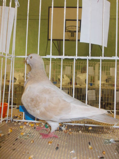 DSCN0799 - Expo Carei 2014 nov 7-9