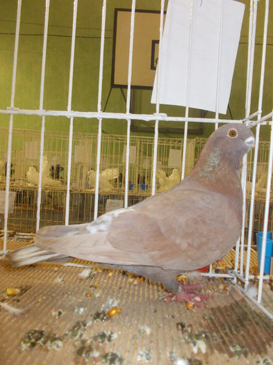 DSCN0801 - Expo Carei 2014 nov 7-9