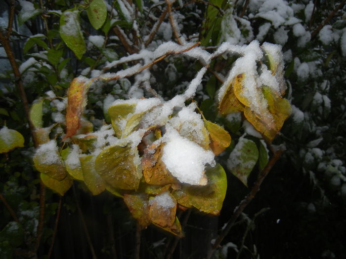 Autumn Colors (2014, October 25) - 03 AUTUMN Colors_Toamna