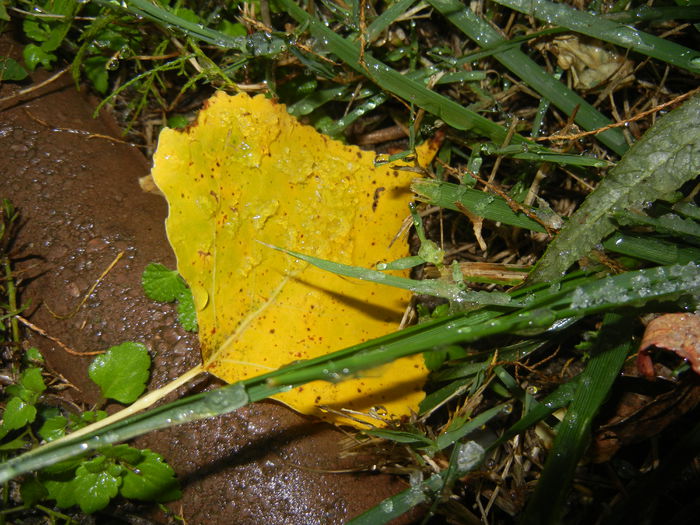 Autumn Colors (2014, October 25) - 03 AUTUMN Colors_Toamna