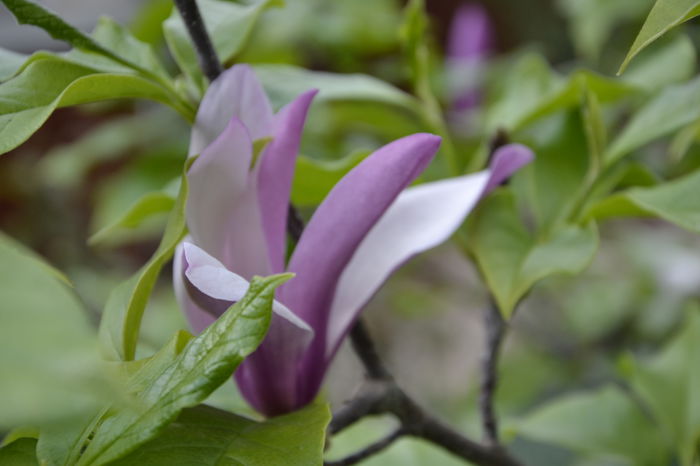 _DSC0011 - MAGNOLII