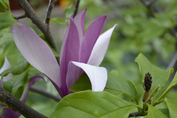 _DSC0012 - MAGNOLII