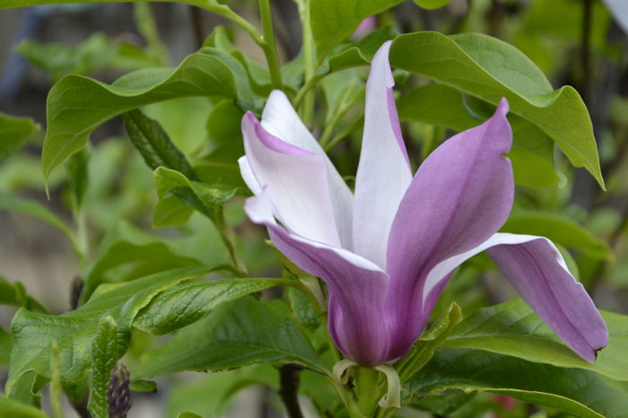 _DSC0014 - MAGNOLII
