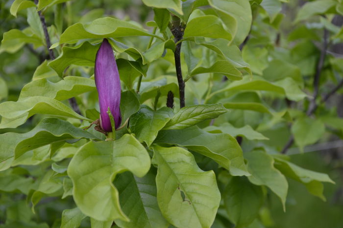 _DSC0105 - MAGNOLII