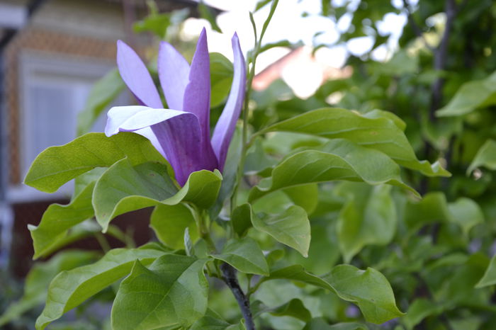 _DSC0194 - MAGNOLII