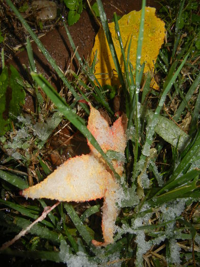 1025 Autumn Colors (2014, October 25)02 - 03 AUTUMN Colors_Toamna