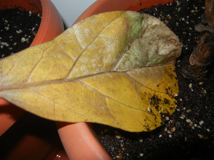 Autumn Colors (2014, October 26) - 03 AUTUMN Colors_Toamna