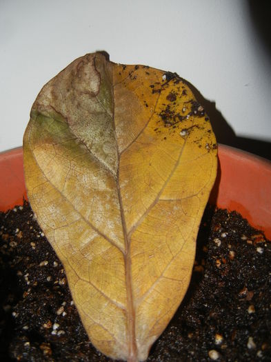 Autumn Colors (2014, October 25) - 03 AUTUMN Colors_Toamna