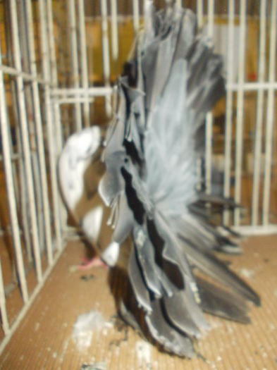DSCN0947