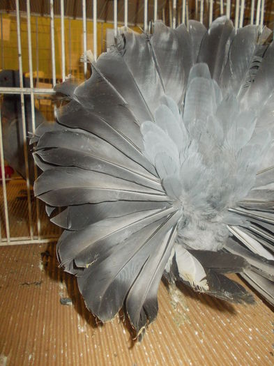 DSCN0948