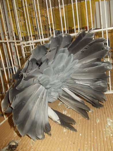 DSCN0951