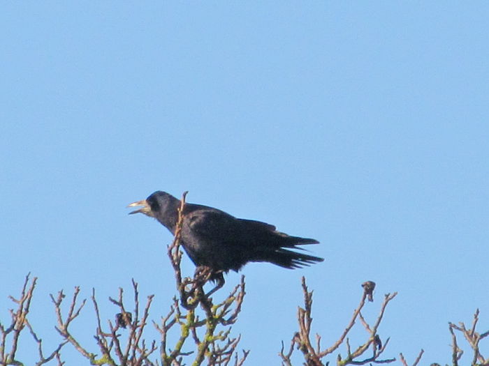 cioara de semanatura - din Balcon