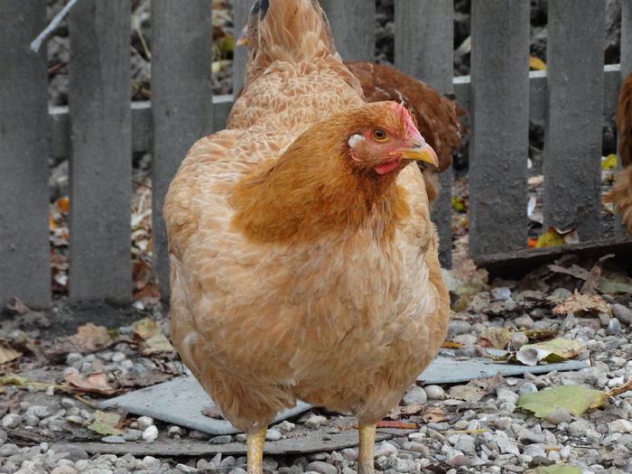 DSC03196