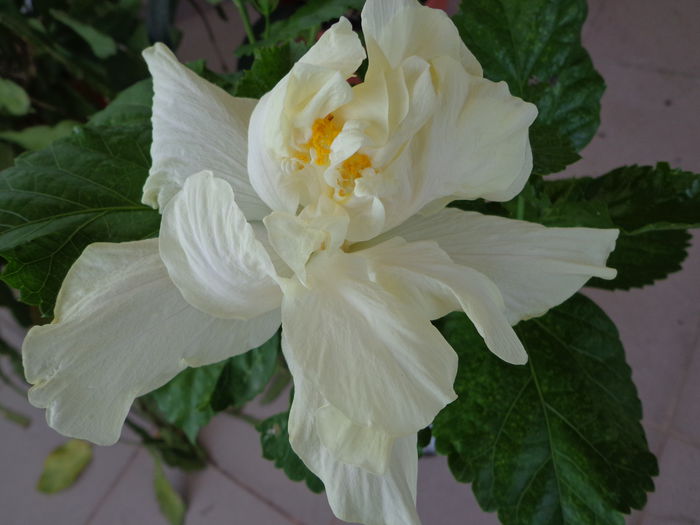 198 - HIBISCUS ELEPHANT EAR