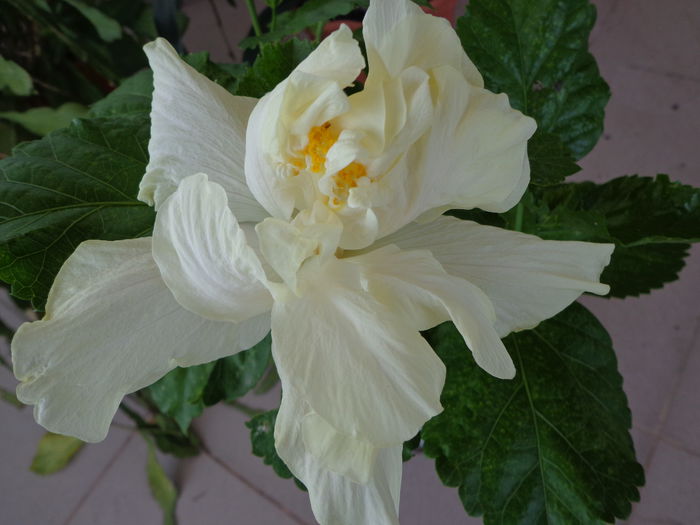 199 - HIBISCUS ELEPHANT EAR