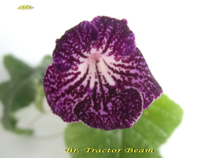 Br.Tractor Beam (9-XI-2014)