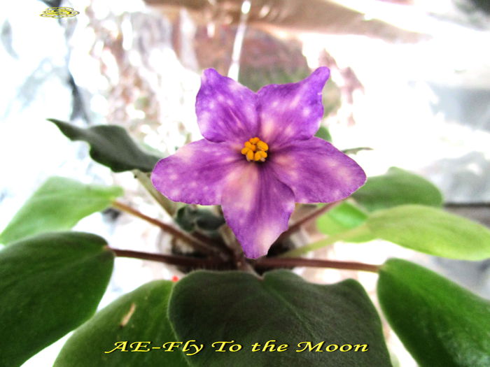 AE-Fly To The Moon (9-XI-2014) - Violete 2014