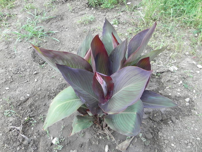 poze 656 - canna 2014