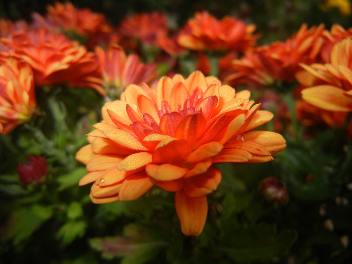 Autumn Colors (2014, November 02) - 03 AUTUMN Colors_Toamna