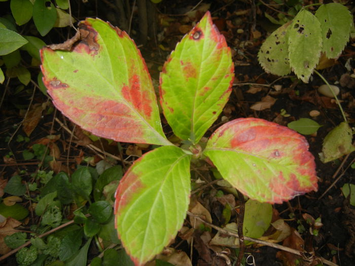 Autumn Colors (2014, November 02) - 03 AUTUMN Colors_Toamna