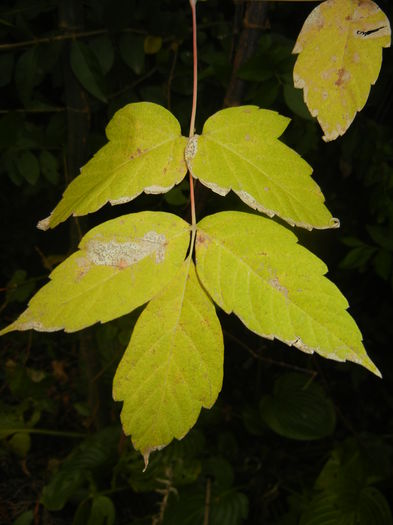 Autumn Colors (2014, November 02) - 03 AUTUMN Colors_Toamna