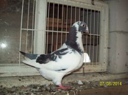 amer baltat
