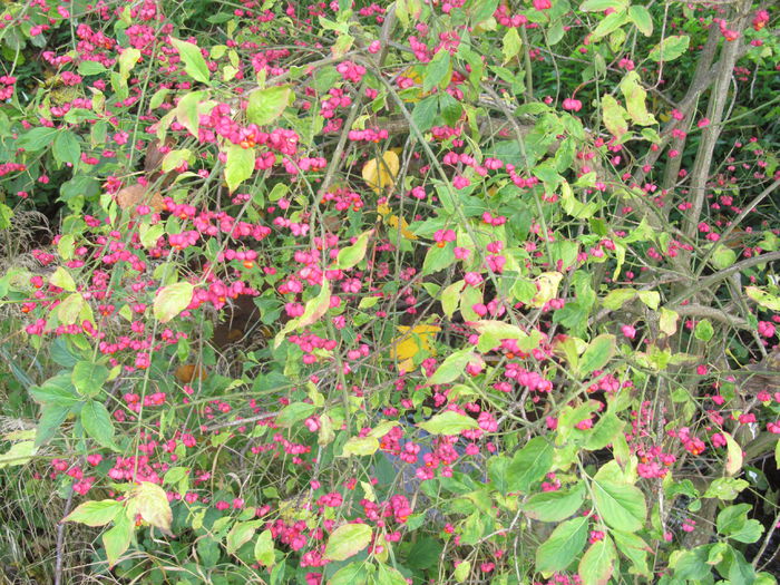  - Diverse 1 - Plimbari