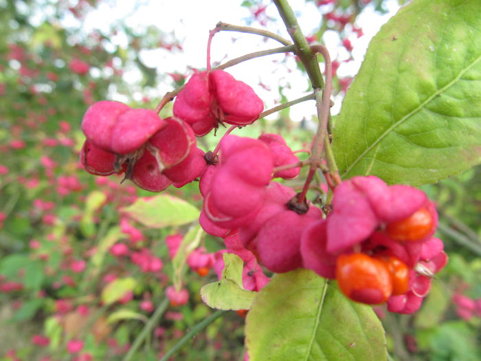  - Diverse 1 - Plimbari