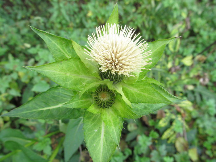  - Diverse 1 - Plimbari