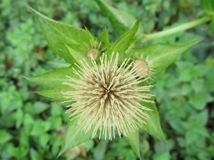  - Diverse 1 - Plimbari