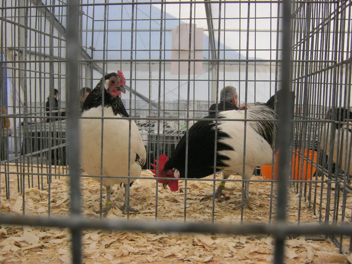 IMG_9895 - EXPO-2013-BUCUREST