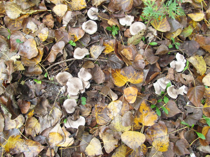 Pluteus phoebus - Diverse 1 - Plimbari