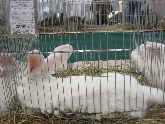 IMG_9511 - EXPO-2013-SANNICOLAU MARE