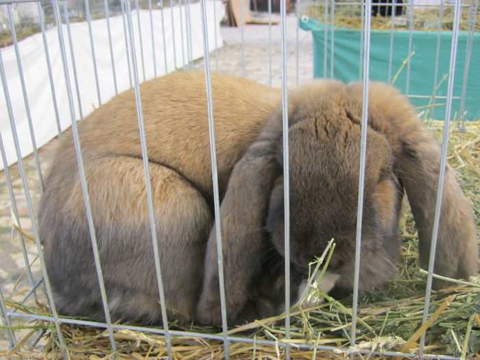 IMG_9512 - EXPO-2013-SANNICOLAU MARE