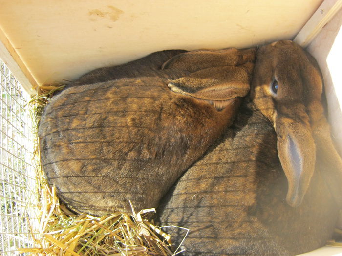 IMG_9515 - EXPO-2013-SANNICOLAU MARE