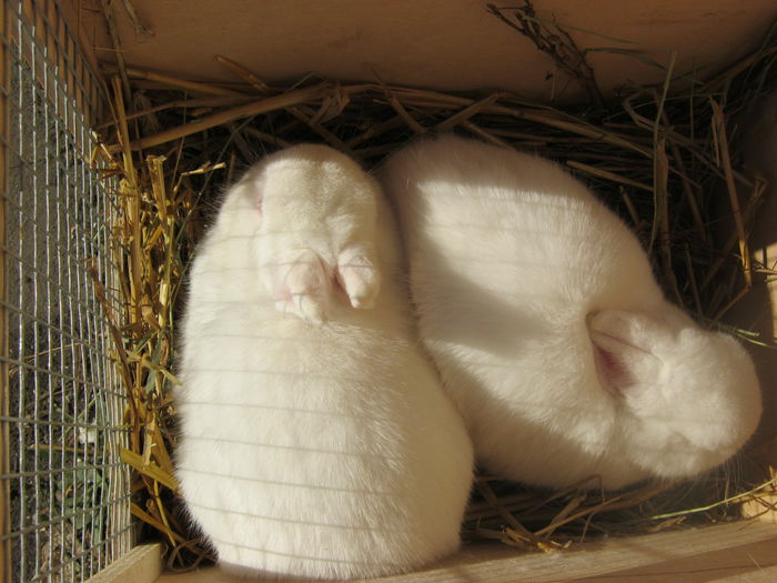 IMG_9516 - EXPO-2013-SANNICOLAU MARE